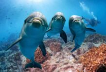 Three dolphins swimming over a coral reef with a diver in the background