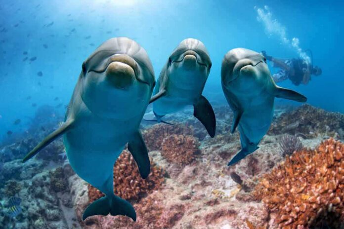 Three dolphins swimming over a coral reef with a diver in the background