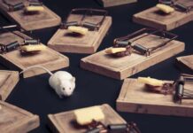 A white mouse navigating among several wooden traps with cheese bait