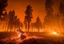 Wildfire burning through a pine forest at night