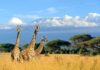 Three giraffes in a savanna with a snow-capped mountain backdrop