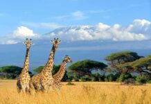 Three giraffes in a savanna with a snow-capped mountain backdrop