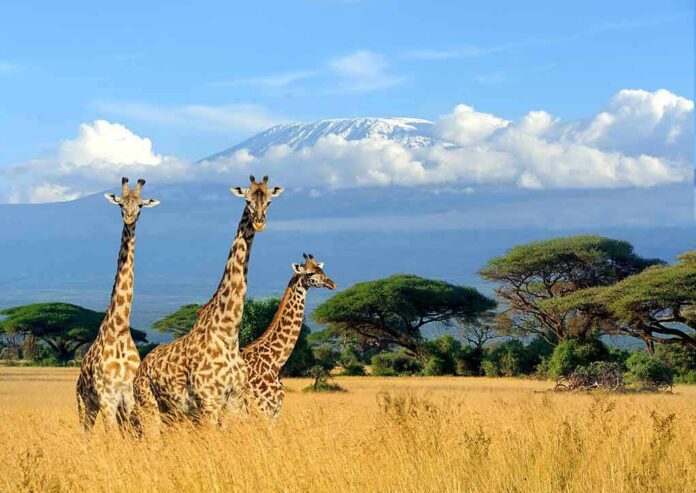 Three giraffes in a savanna with a snow-capped mountain backdrop